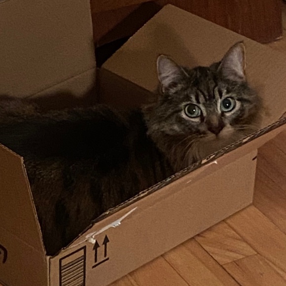 Meet your Posher, Violetgypsie - Picture 1 of 1